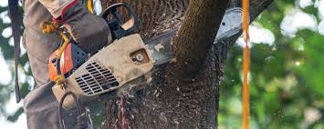 Reliable Atlantic Beach, NC Tree Services Solutions