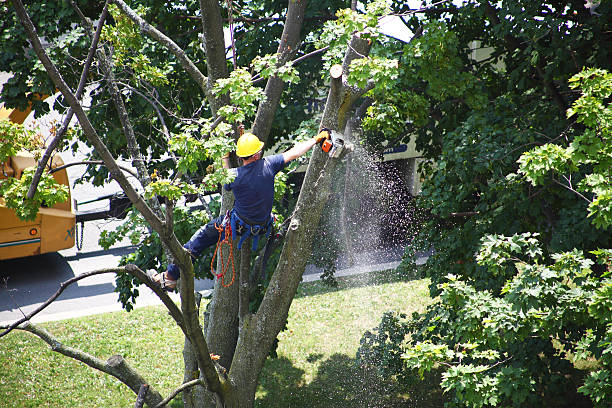 How Our Tree Care Process Works  in  Atlantic Beach, NC